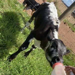 Meet your Posher, Ella